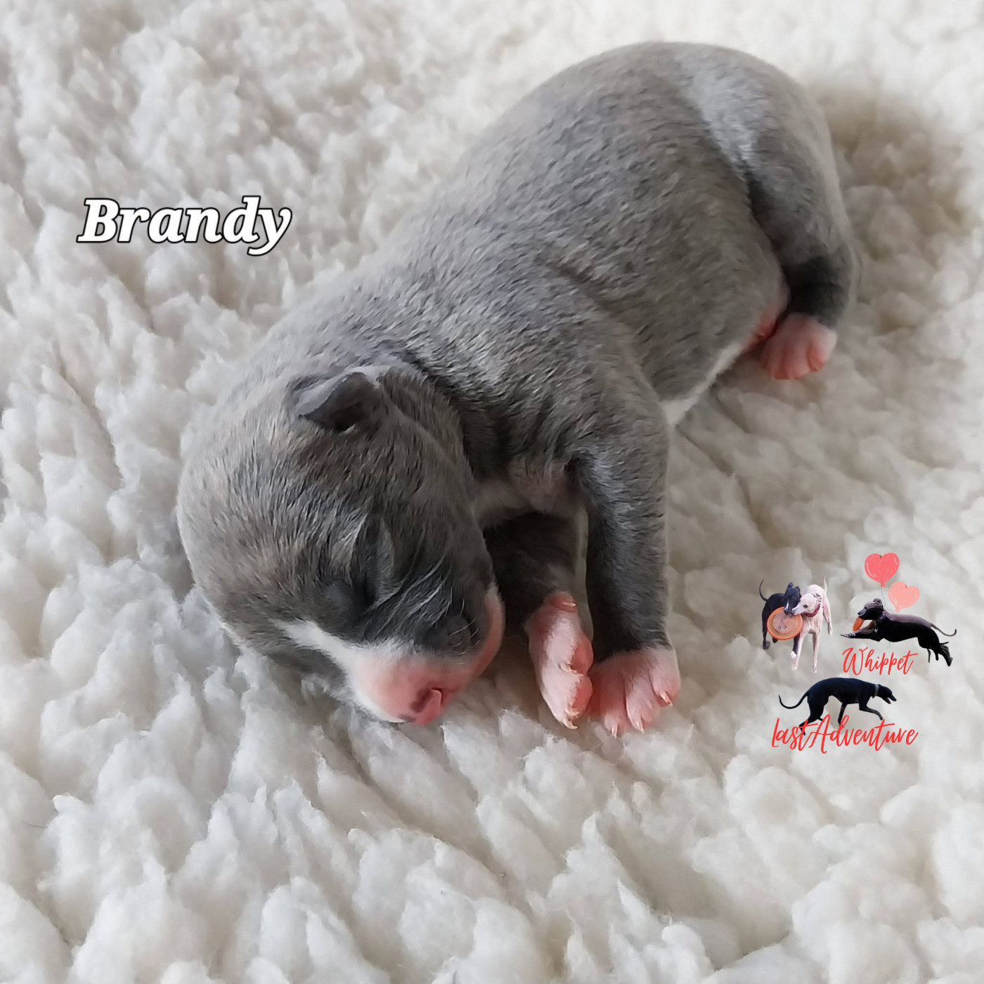 Brandy (Bulle)