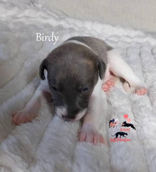 Birdy