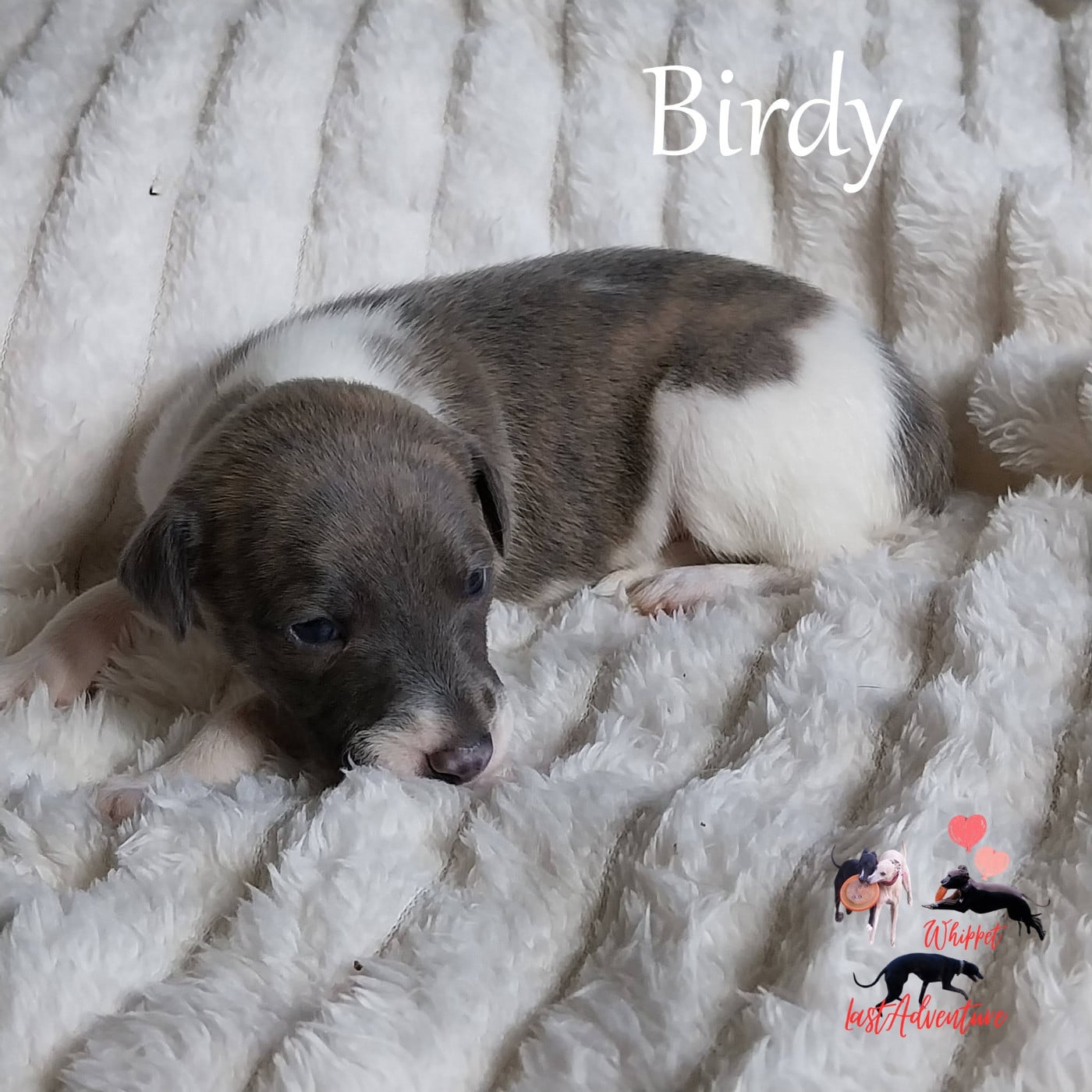 Birdy
