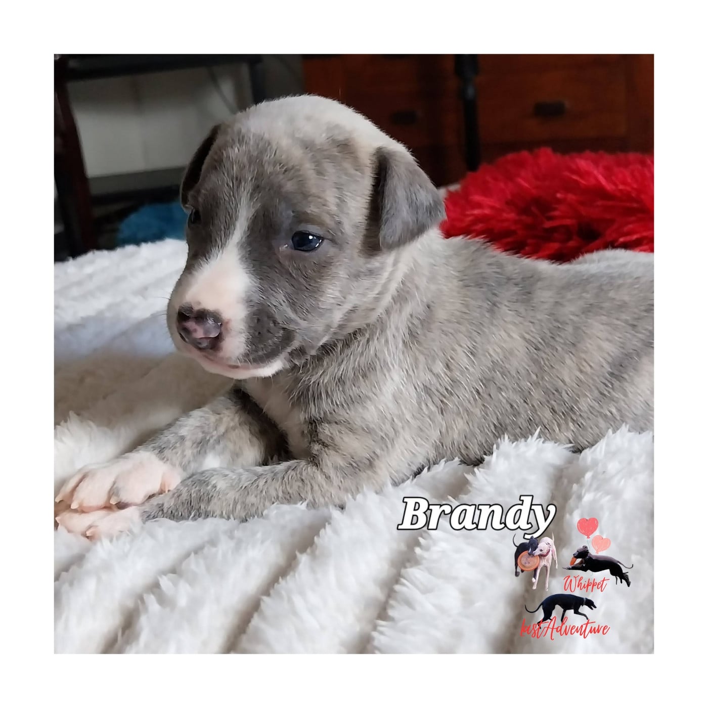 Brandy (Bulle)