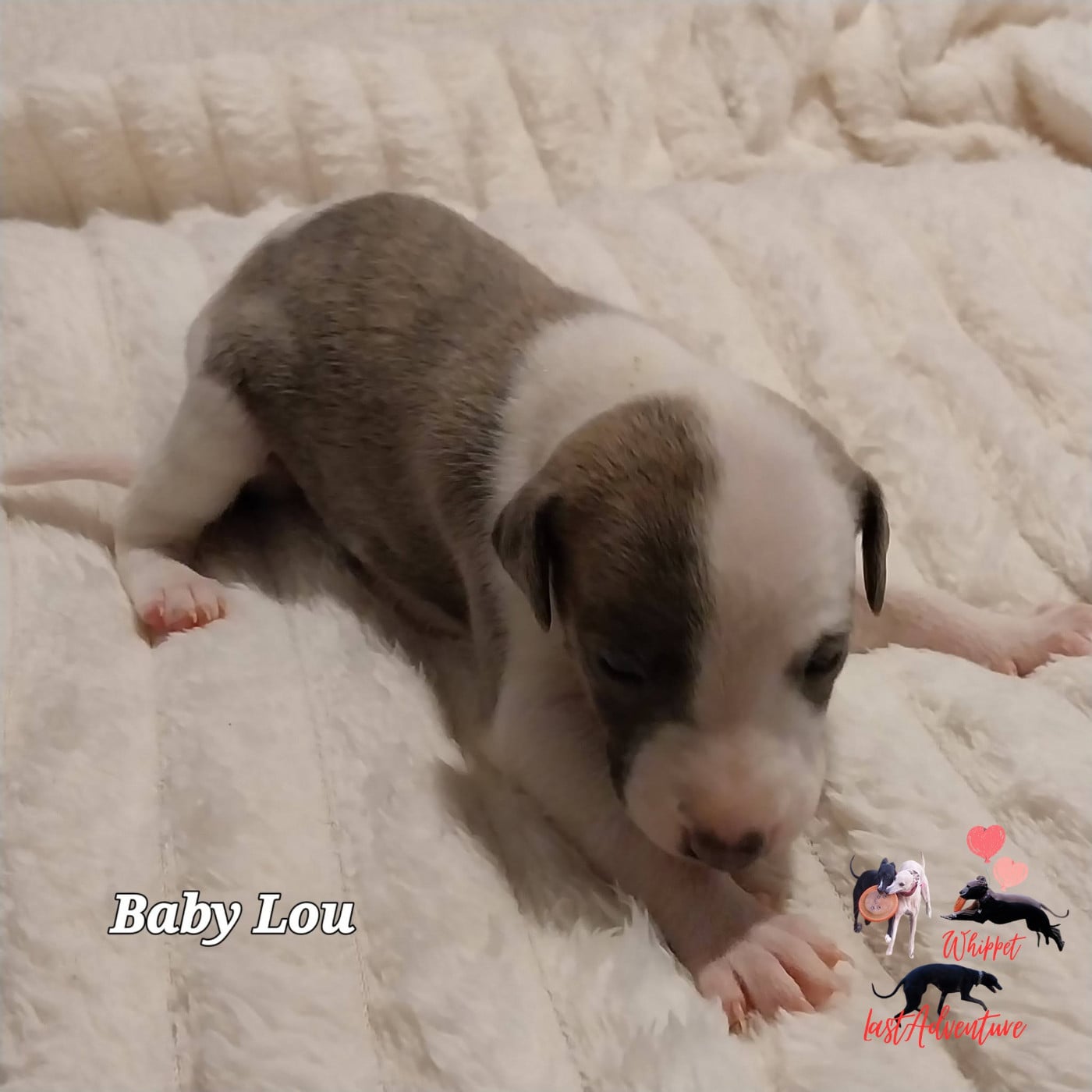 Baby Lou ( Bahia)