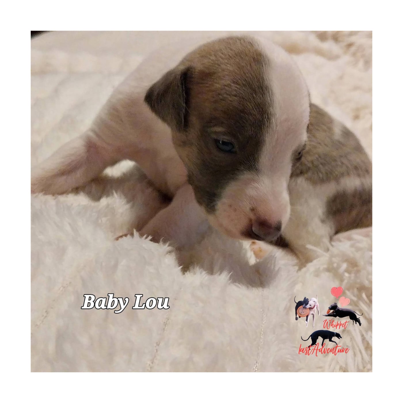 Baby Lou ( Bahia)