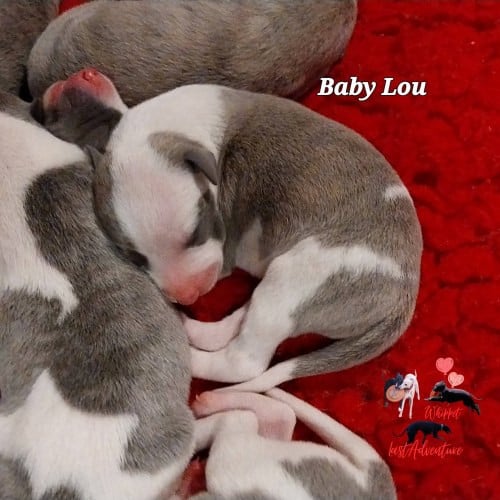 Baby Lou ( Bahia)