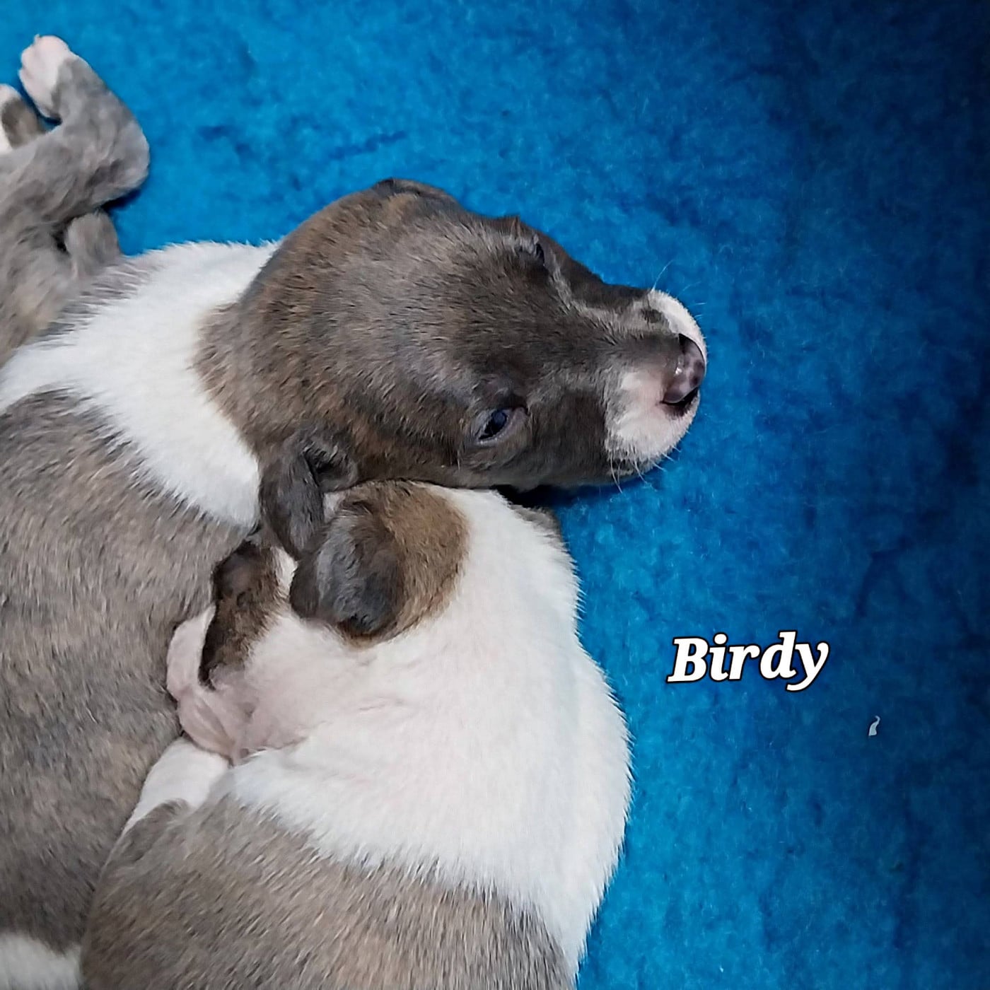 Birdy