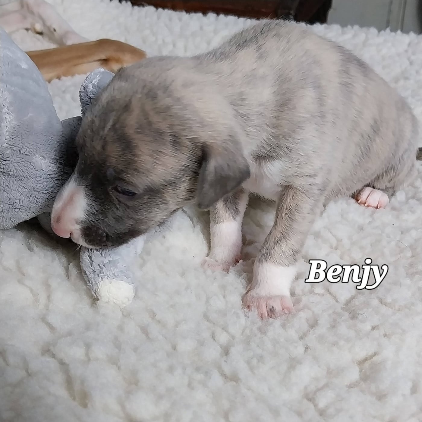 Benjy