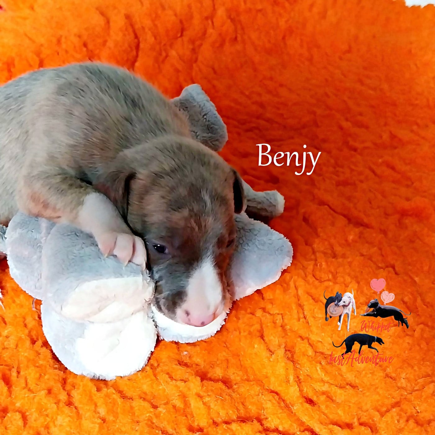 Benjy