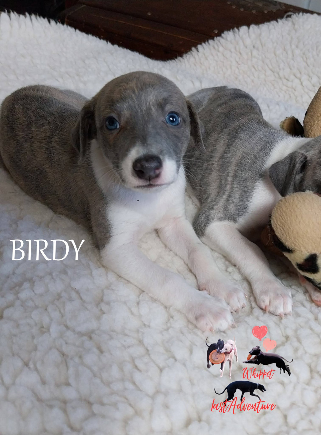 Birdy