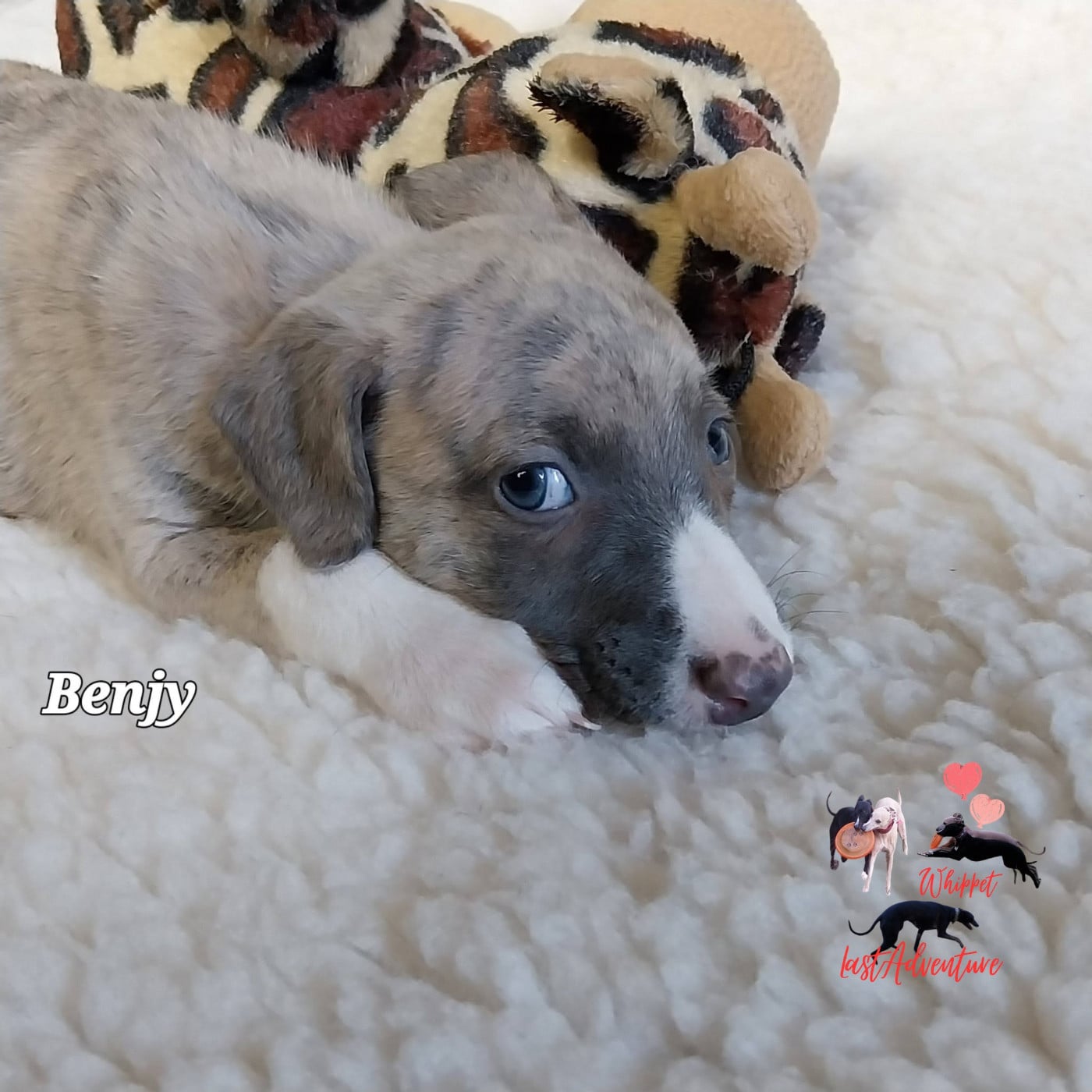 Benjy