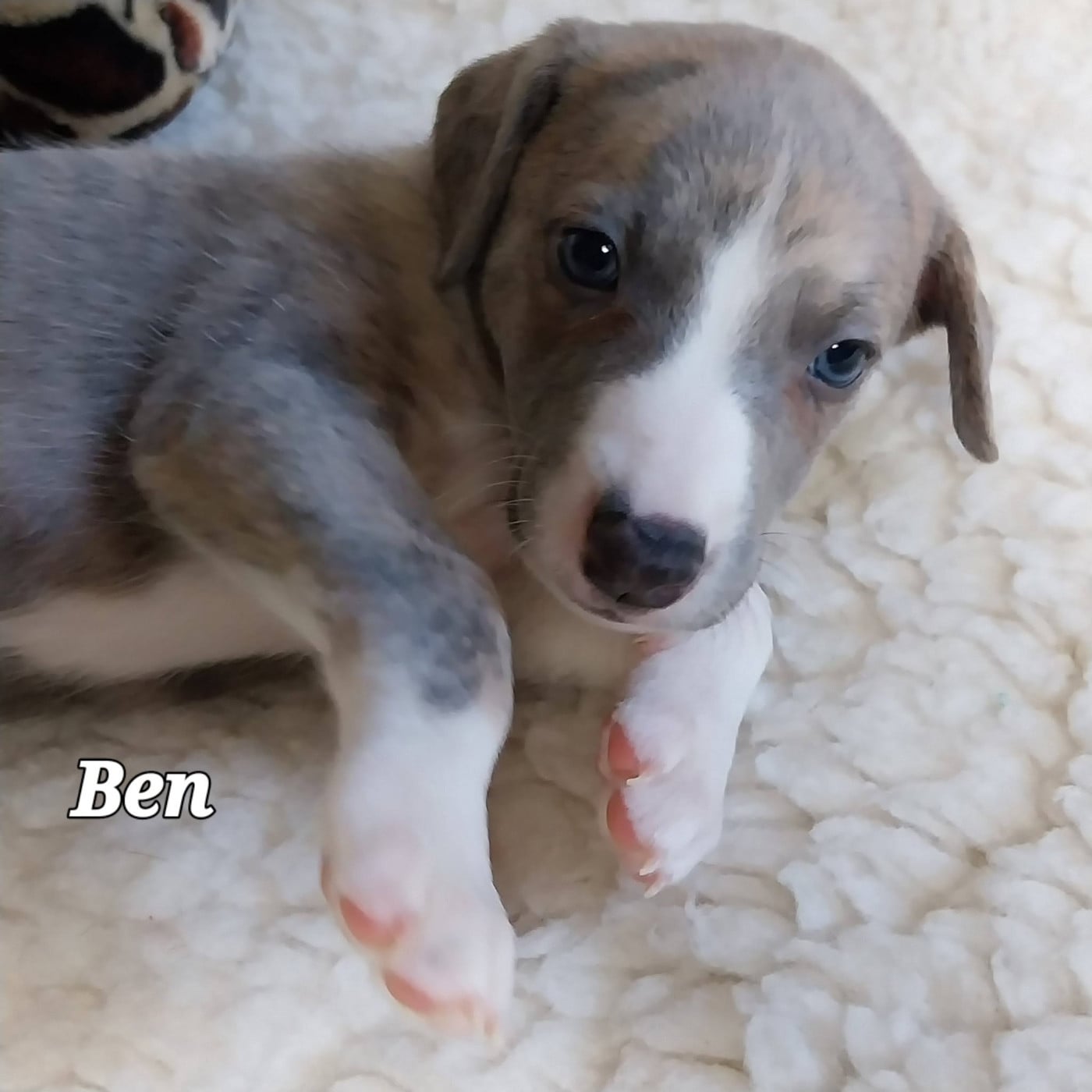 Ben