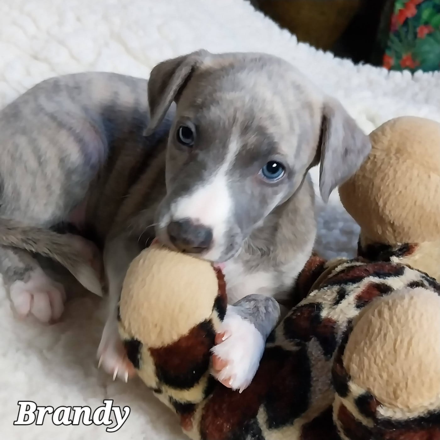 Brandy (Bulle)
