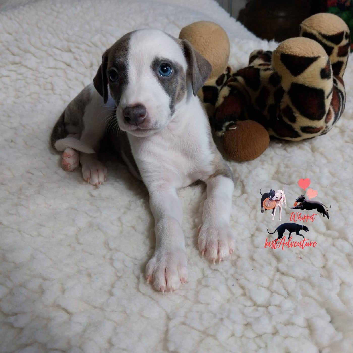 Baby Lou ( Bahia)