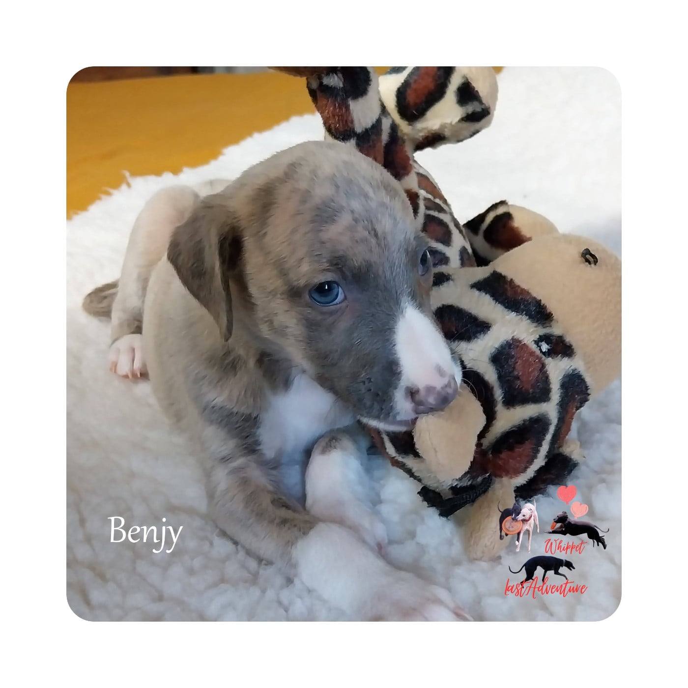 Benjy