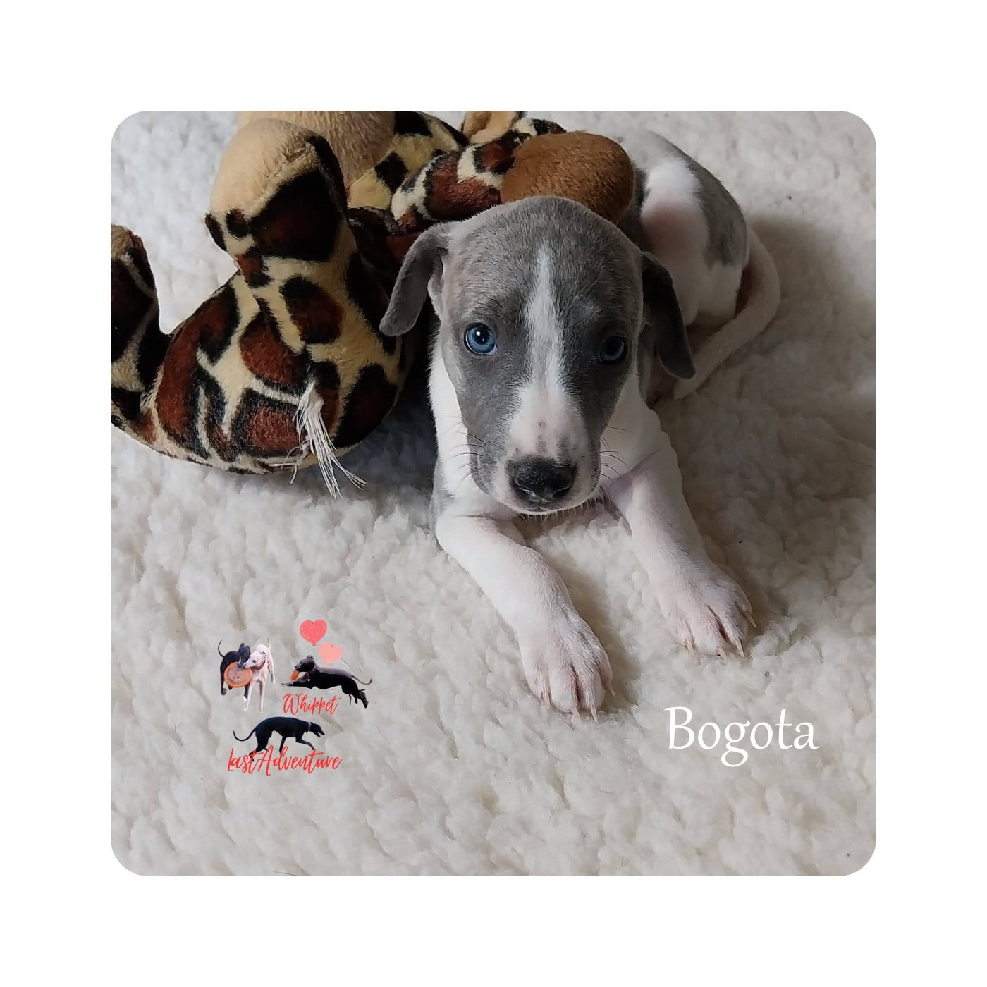 Bogota