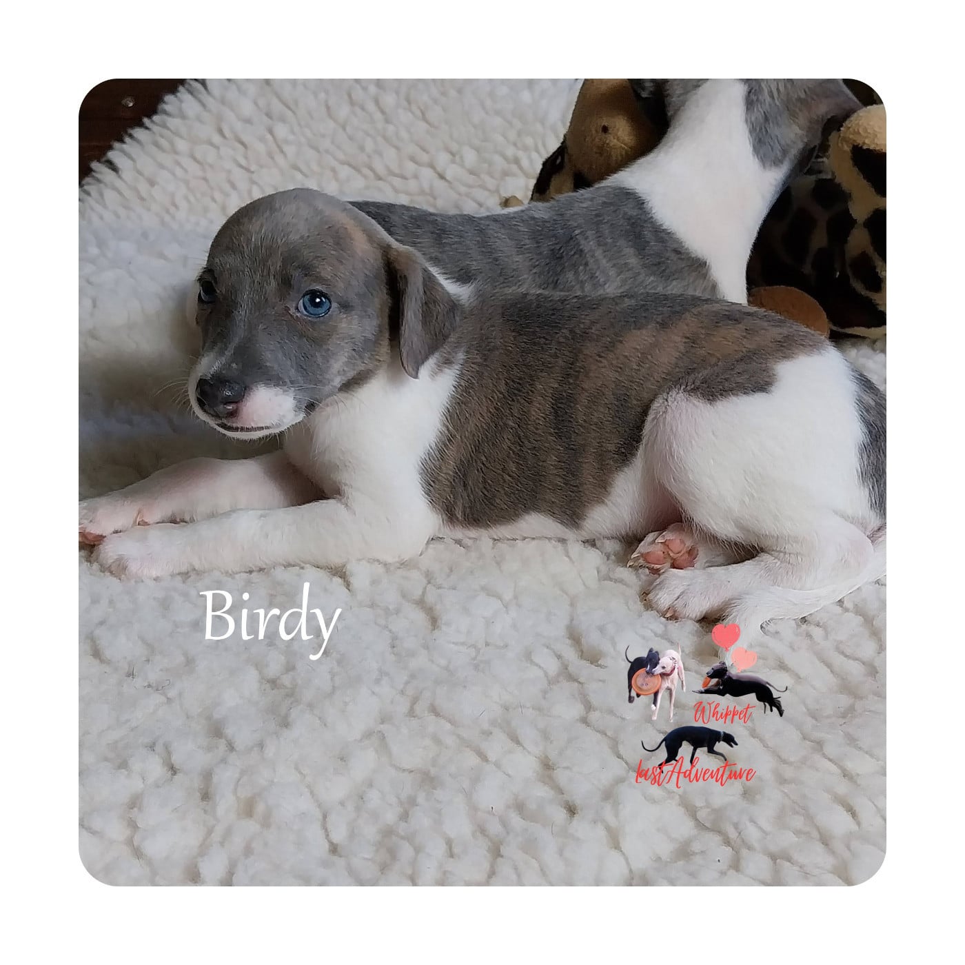 Birdy