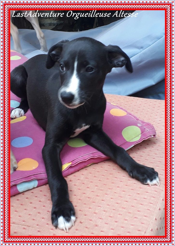 Orgueilleuse Altesse