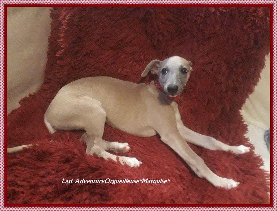 Orgueilleuse Marquise