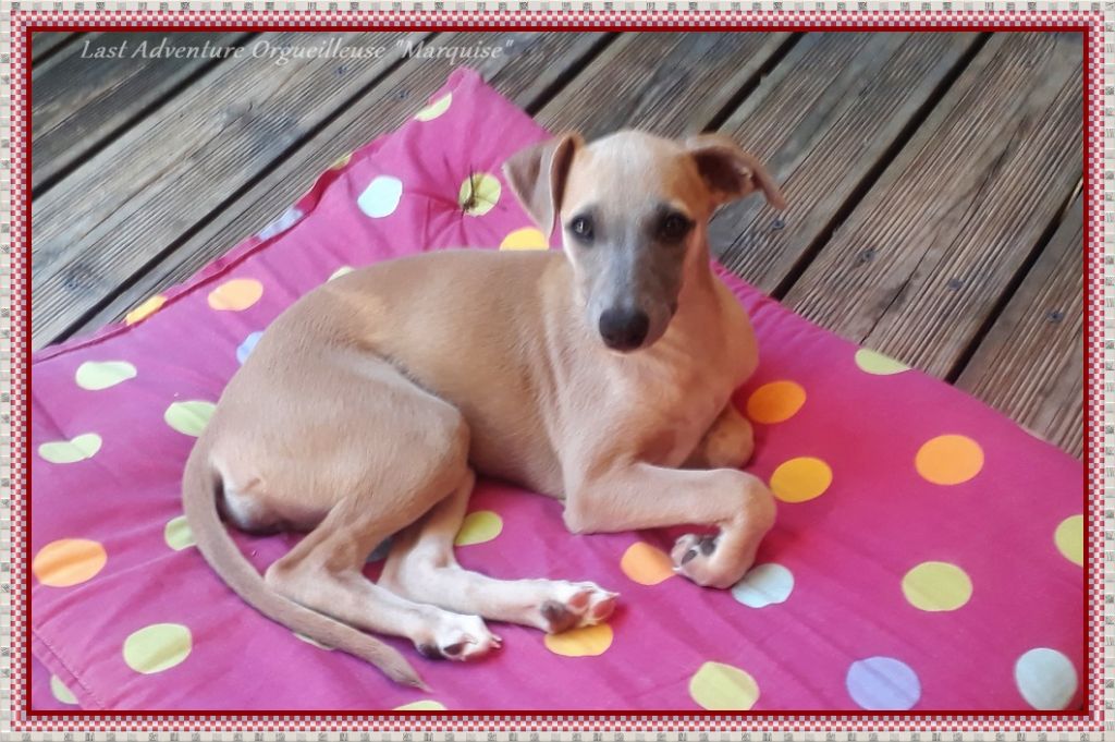 Orgueilleuse Marquise