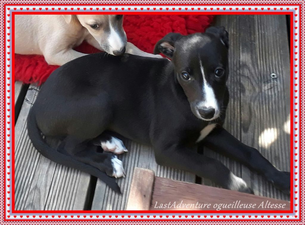 Orgueilleuse Altesse