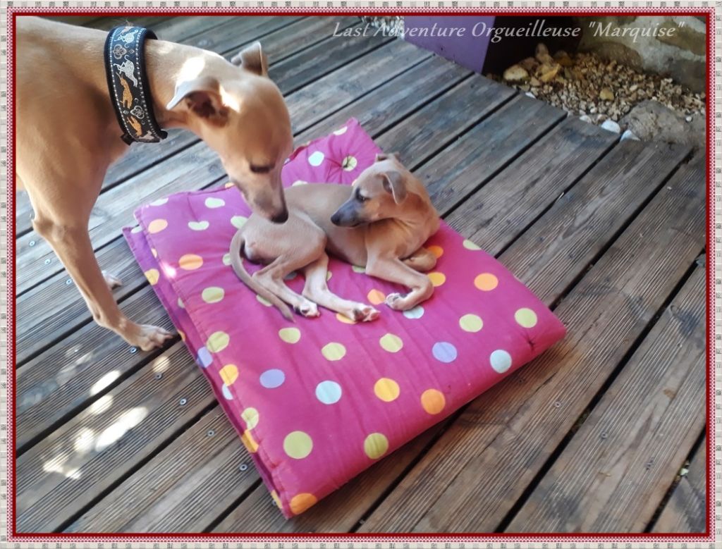 Orgueilleuse Marquise