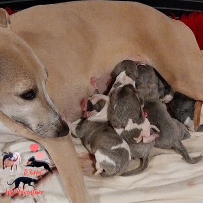 Les chiots de Whippet