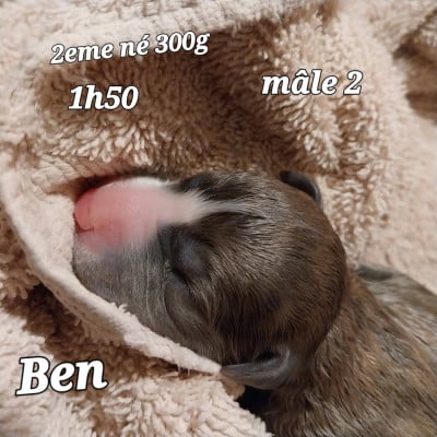 Les chiots de Whippet