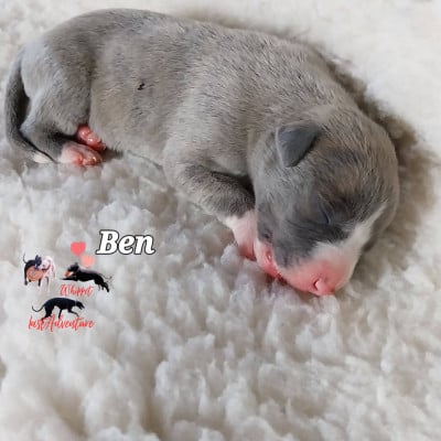 Les chiots de Whippet