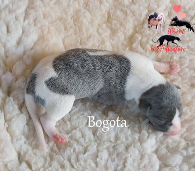 Les chiots de Whippet