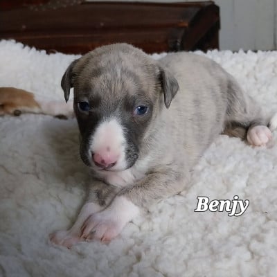 Les chiots de Whippet