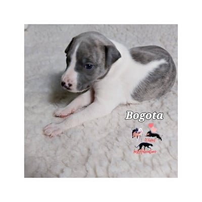 Les chiots de Whippet