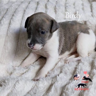 Les chiots de Whippet