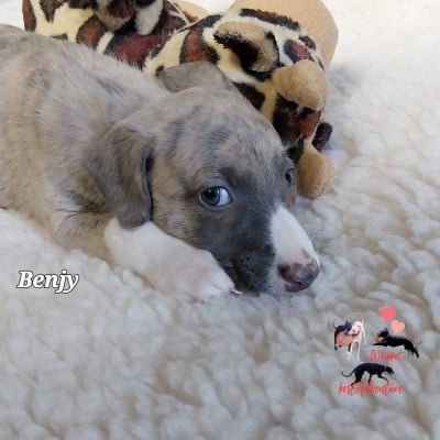 Les chiots de Whippet