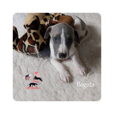 Les chiots de Whippet