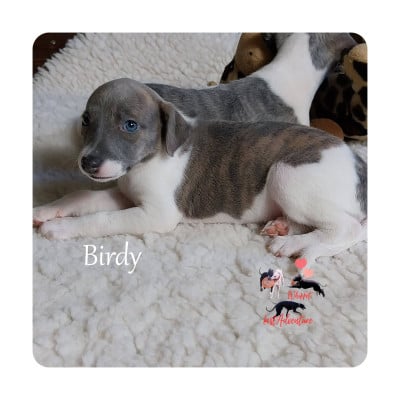 Les chiots de Whippet
