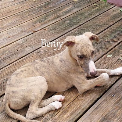 Les chiots de Whippet