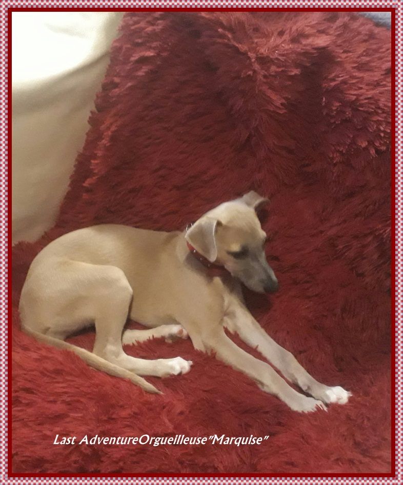 Orgueilleuse Marquise