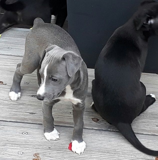 PERKY Option (Ralphie)