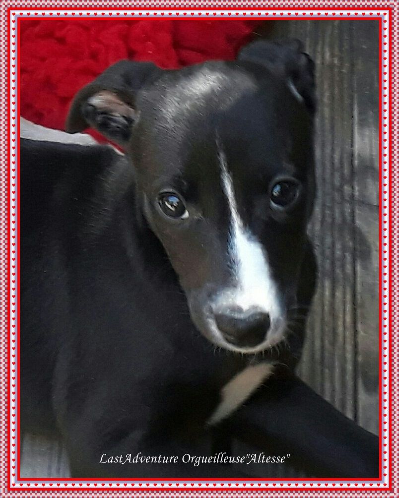 Orgueilleuse Altesse