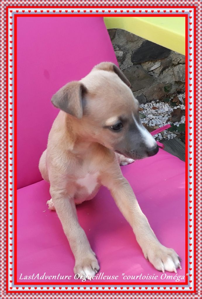 1 Orgueilleuse (Oméga)Courtoisie collier violet