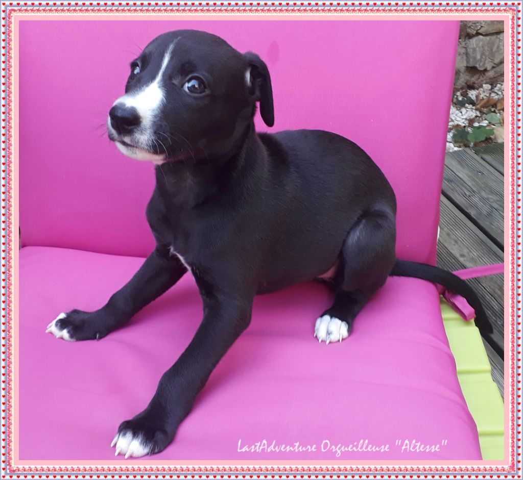 Orgueilleuse Altesse