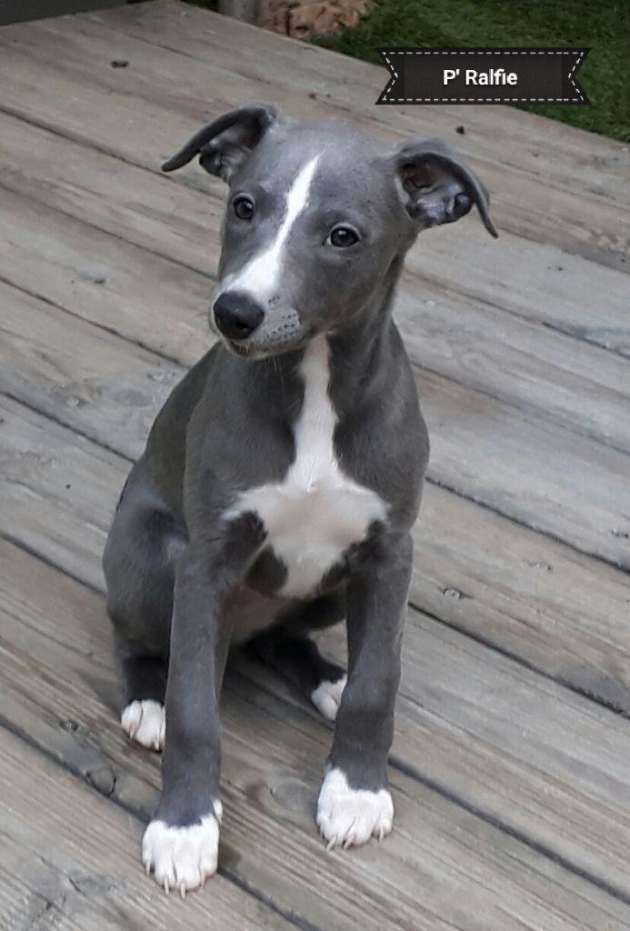 PERKY Option (Ralphie)