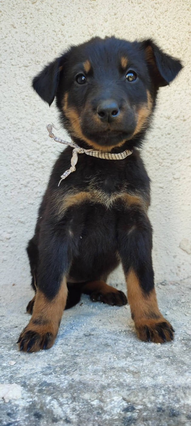 Berger de Beauce - Des Gardiens De Talbes