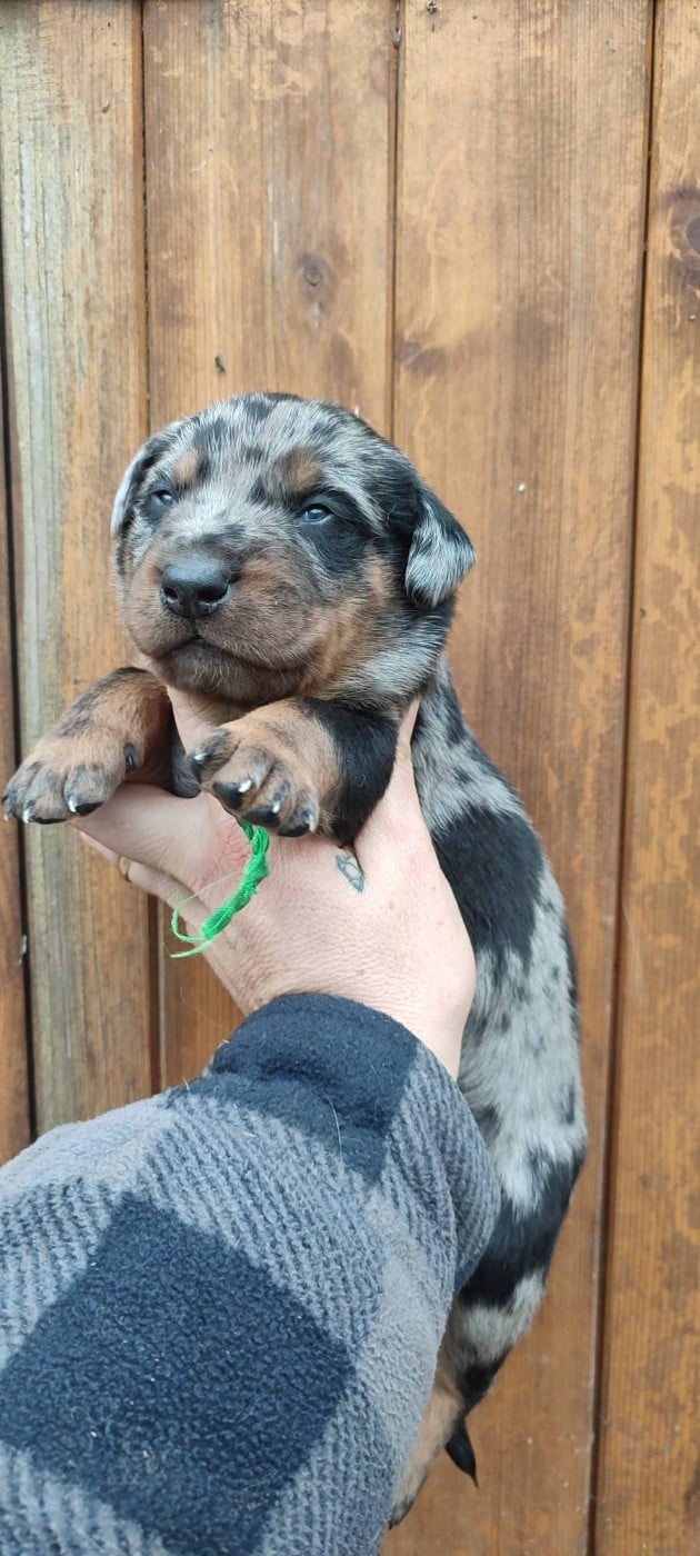 Berger de Beauce - Des Gardiens De Talbes