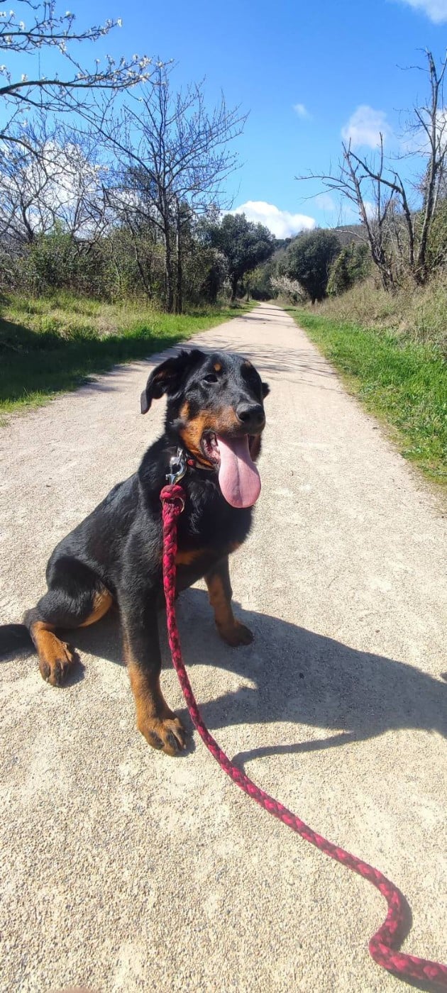 Berger de Beauce - Des Gardiens De Talbes