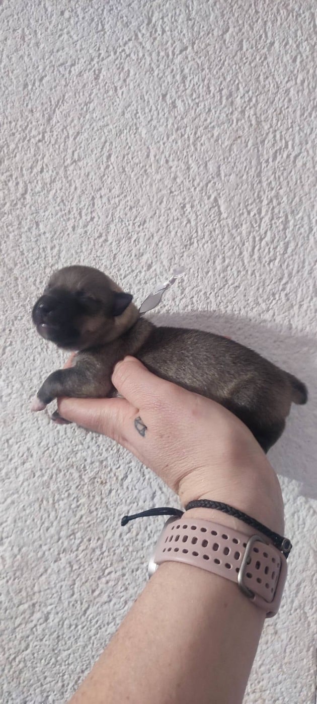 Spitz des Visigoths - Des Gardiens De Talbes