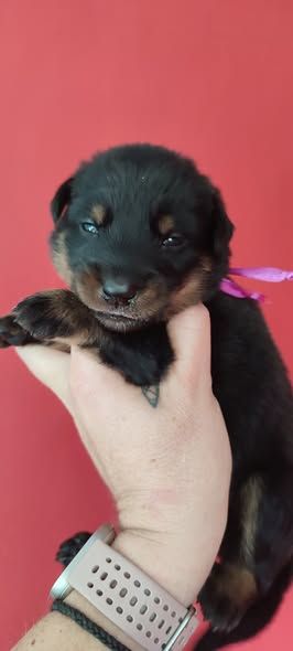 Berger de Beauce - Des Gardiens De Talbes