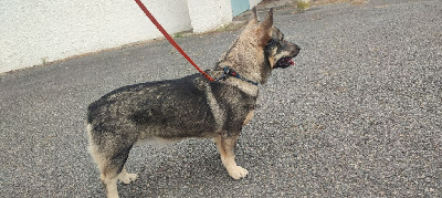 Les chiots de Spitz des Visigoths