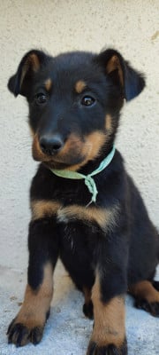 Les chiots de Berger de Beauce