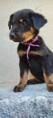 Les chiots de Berger de Beauce