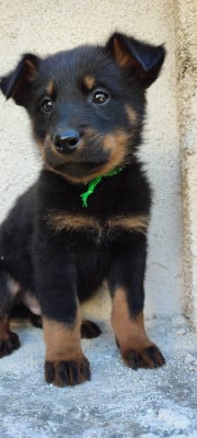 Les chiots de Berger de Beauce