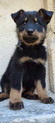 Les chiots de Berger de Beauce